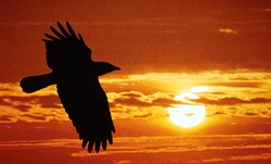 Uccello che vola nel tramonto