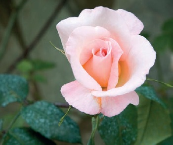 Fotografia di una rosa